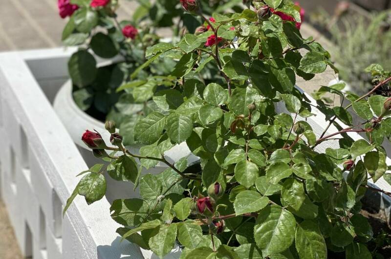 Изображение Изображение гостиницы &quot;Guest Home «Paradise»&quot; #2 #2