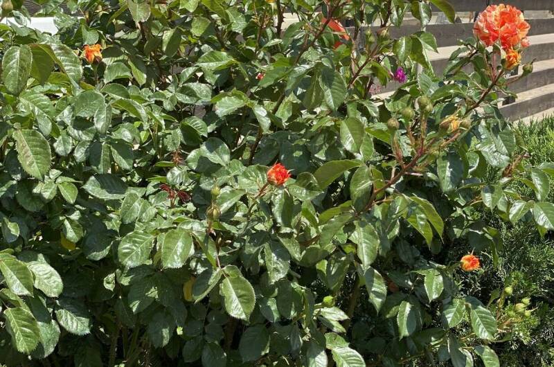 Изображение Изображение гостиницы &quot;Guest Home «Paradise»&quot; #4 #4