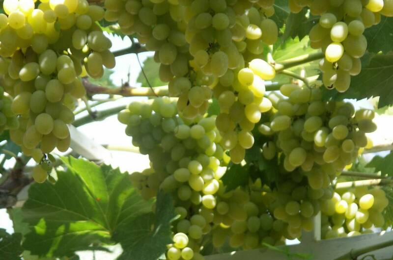 Изображение Изображение квартиры &quot;Дом для семейного отдыха&quot; #2 #2