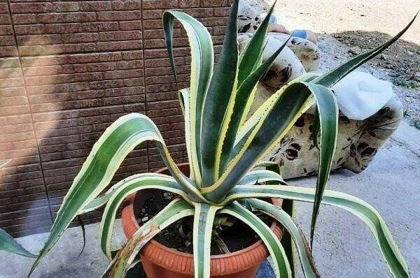 Изображение Изображение отеля / гостиницы "Гостевой дом «Счастливый случай»" #11 #9