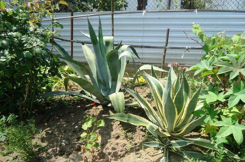 Изображение Изображение отеля / гостиницы "Гостевой дом «У Дианы»" #10 #8