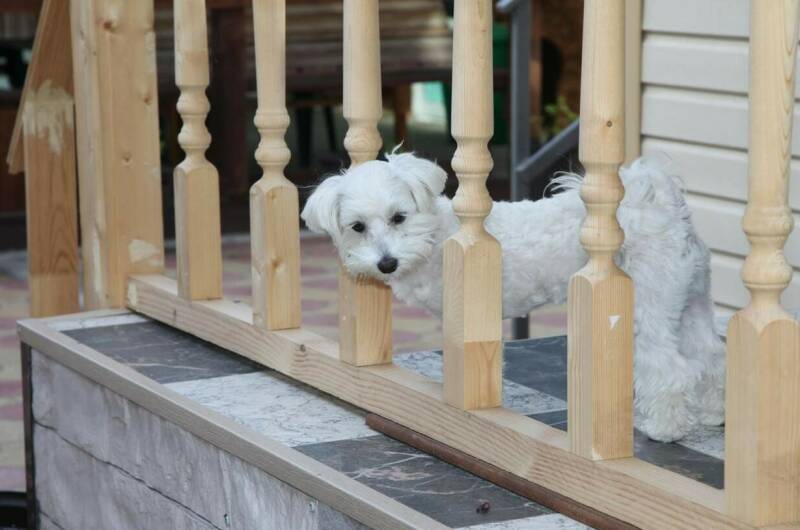 Изображение Изображение гостиницы "Гостевой дом «Добрый хозяин»" #1 #1