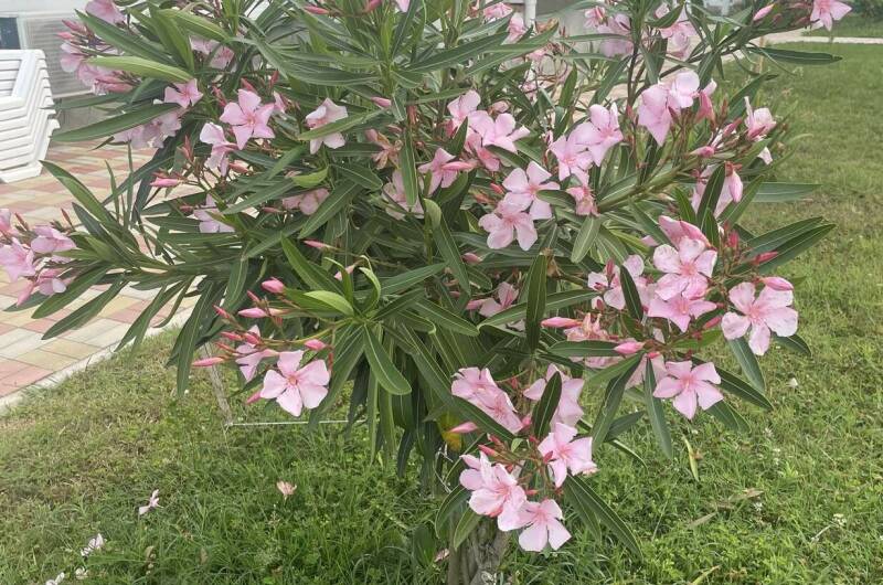 Изображение Изображение гостиницы "Гостиница «Золотые пески»" #7 #7