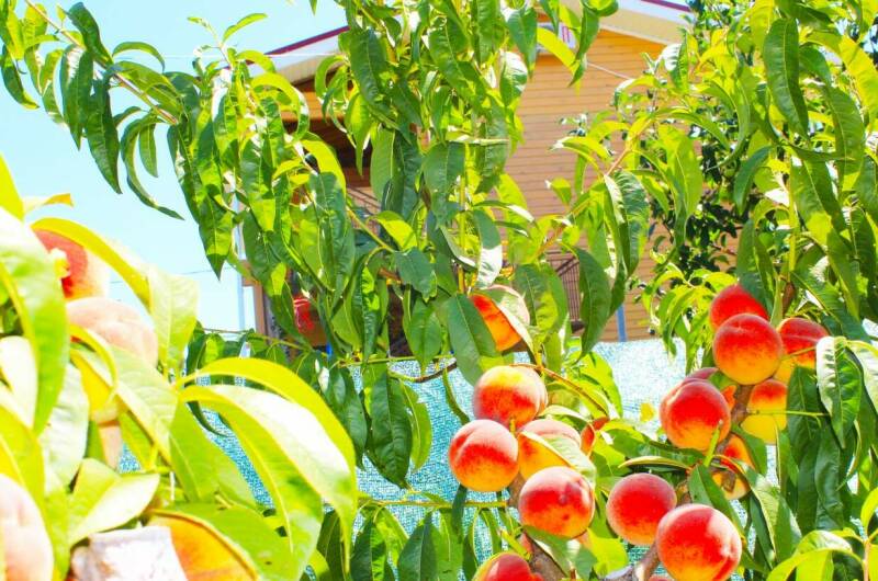 Изображение Изображение гостиницы &quot;Гостевой дом «Простоквашино на Азове»&quot; #5 #5