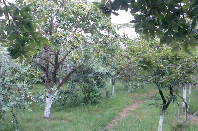 Изображение Изображение гостиницы "Гостевой дом «У Риммы»" #3 #3