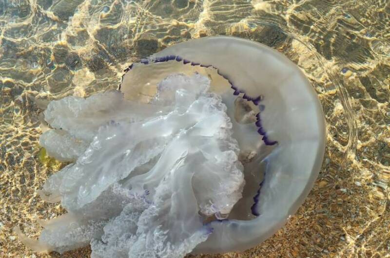 Изображение Изображение отеля / гостиницы "Гостевой дом «Венера Верона»" #11 #9