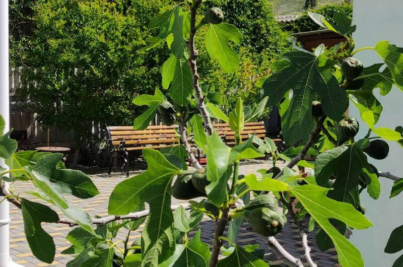 Изображение Изображение гостиницы &quot;Гостевой дом «Оазис Судак»&quot; #6 #6