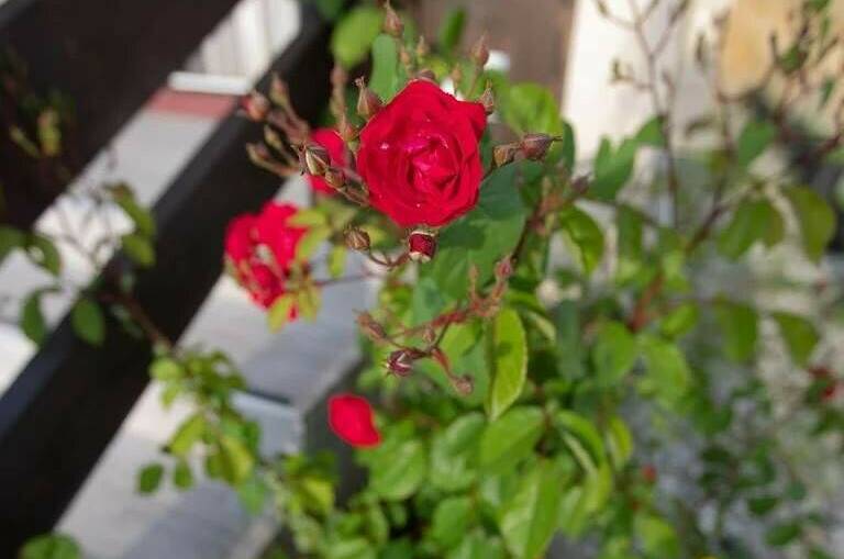 Изображение Изображение квартиры &quot;Гостевой домик у моря&quot; #7 #7