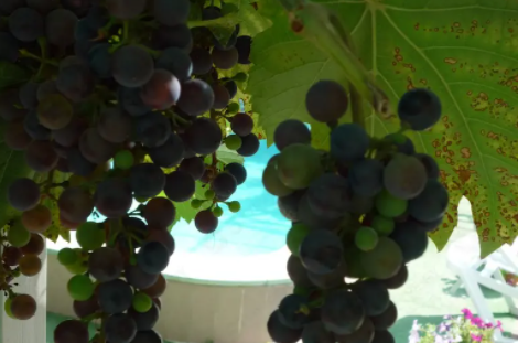 Изображение Изображение гостиницы "Гостевой дом «Серебристая чайка»" #7 #7