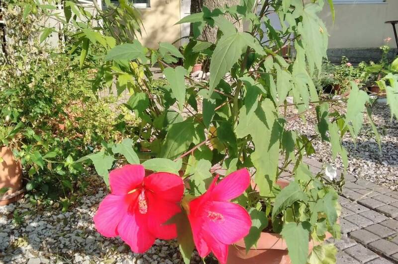 Изображение Изображение гостиницы "Гостевой дом «Тихая гавань»" #4 #4