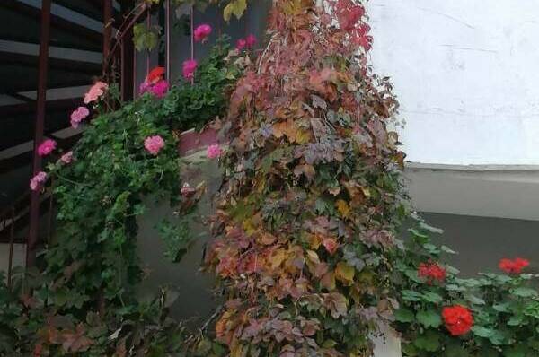 Изображение Изображение гостиницы &quot;Гостевой дом «Hot-Alushta»&quot; #6 #6