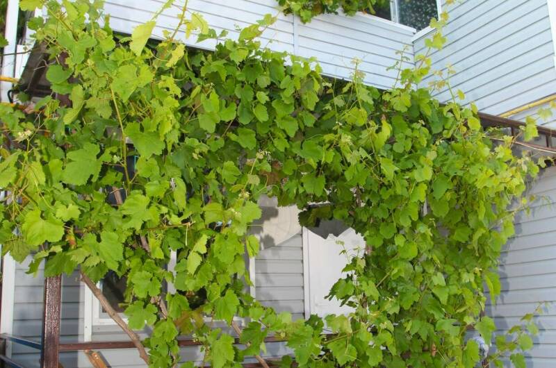 Изображение Изображение отеля / гостиницы "Коттеджи с бассейном «У Татьяны»" #10 #8