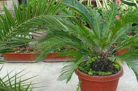 Изображение Изображение гостиницы "Гостевой дом «У Эммы и Ашота»" #2 #2