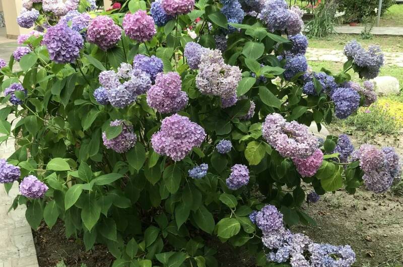 Изображение Изображение гостиницы "Гостевой дом «Ачегу»" #2 #2