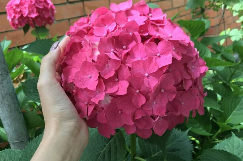 Изображение Изображение гостиницы "Гостевой дом «Ачегу»" #3 #3