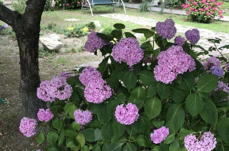 Изображение Изображение гостиницы "Гостевой дом «Ачегу»" #5 #5