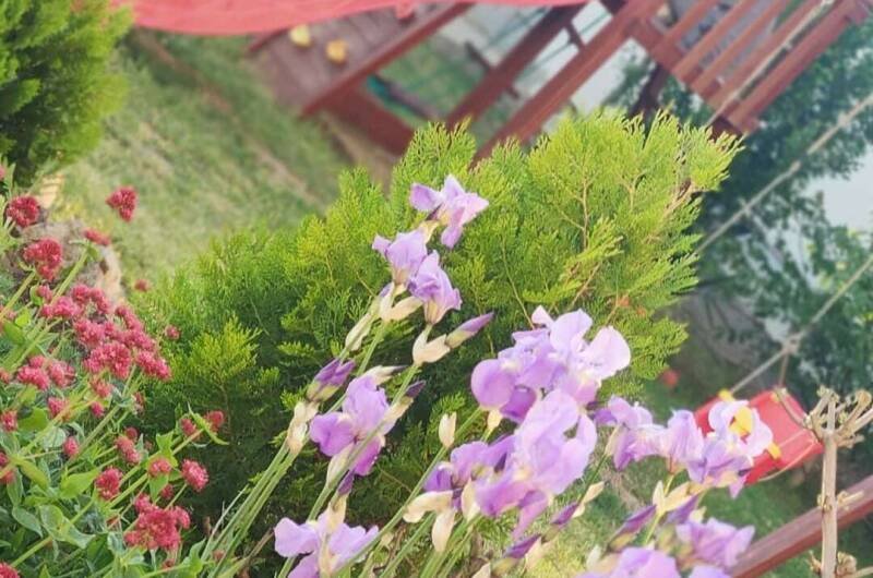 Изображение Изображение гостиницы "Семейный пансионат «Соната»" #6 #6