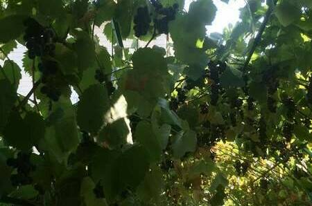 Изображение Изображение гостиницы "Частный сектор на Самбурова 100" #5 #5