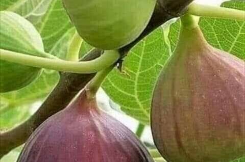 Изображение Изображение гостиницы &quot;Гостевой дом на Тупиковой&quot; #2 #2