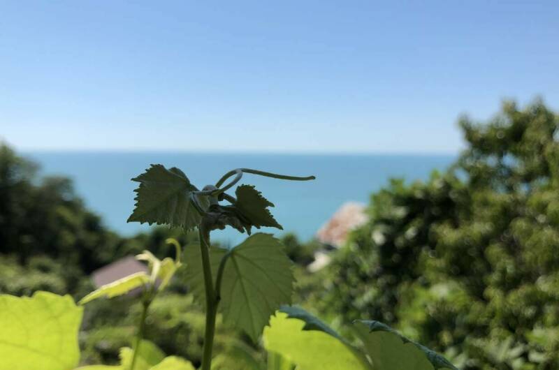 Изображение Изображение отеля / гостиницы "Гостевой дом «Рио де Чемитка»" #10 #8