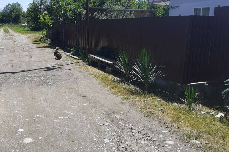 Изображение Изображение гостиницы &quot;Гостевой дом «У Валеры и Мальвины»&quot; #4 #4