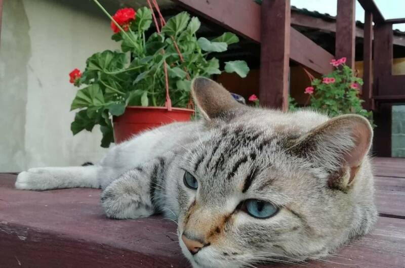 Изображение Изображение отеля / гостиницы "Гостевой дом «Малина»" #10 #8