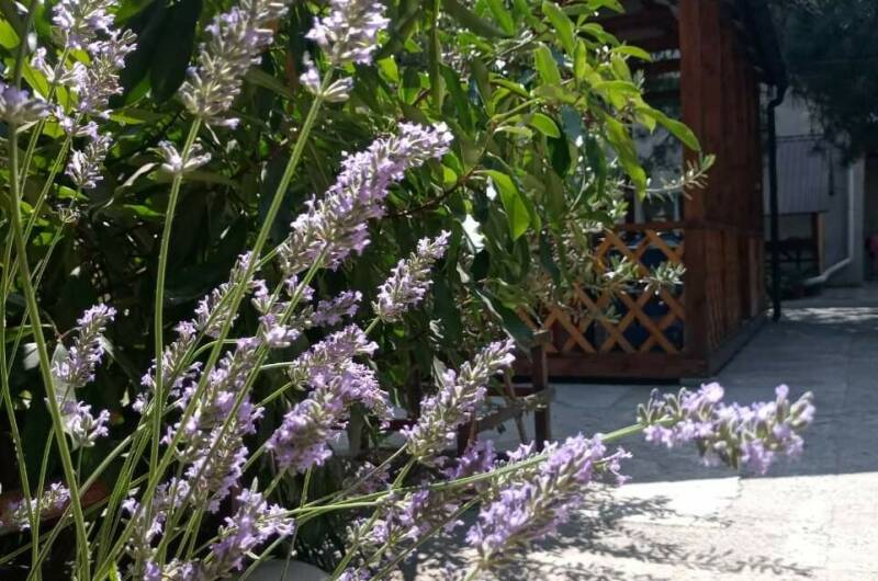 Изображение Изображение гостиницы &quot;Курортный отель «Арена»&quot; #8 #8