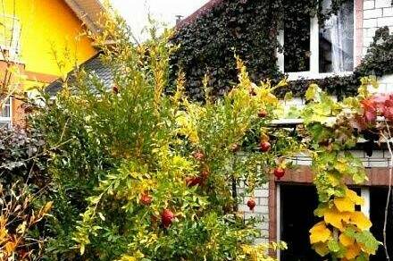 Изображение Изображение гостиницы &quot;Гостевой дом «Шанс»&quot; #1 #1