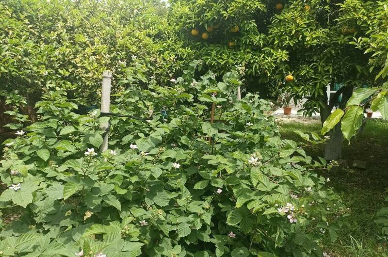 Изображение Изображение гостиницы &quot;Гостевой дом «У Артура и Сусанны»&quot; #4 #4