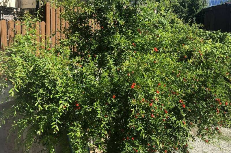 Изображение Изображение гостиницы &quot;Гостевой дом «Триумф»&quot; #8 #8