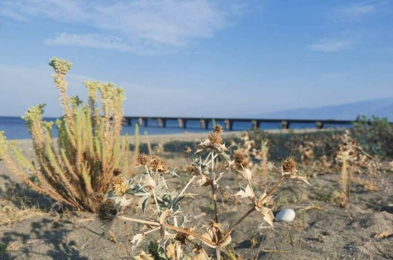 Изображение Изображение гостиницы "Гостевой дом «Капри»" #4 #4