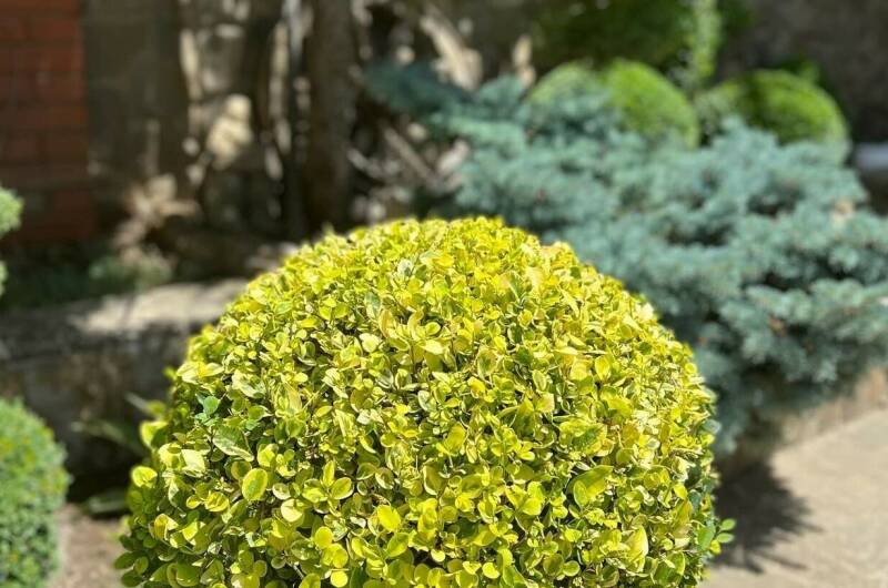 Изображение Изображение гостиницы &quot;Отель «Лоза»&quot; #4 #4