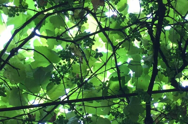 Изображение Изображение гостиницы &quot;Гостевой дом «Элина»&quot; #5 #5