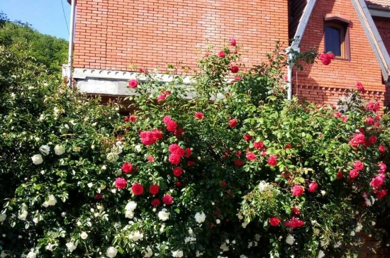 Изображение Изображение гостиницы "Гостевой дом «Розмарин»" #5 #5