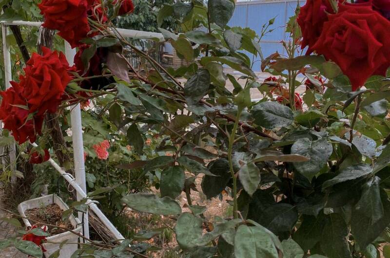 Изображение Изображение гостиницы &quot;«Усадьба Елизаветы»&quot; #2 #2