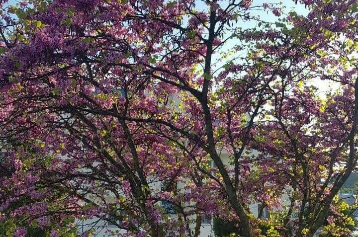 Изображение Изображение отеля / гостиницы "Частный сектор «Абрикос»" #11 #9