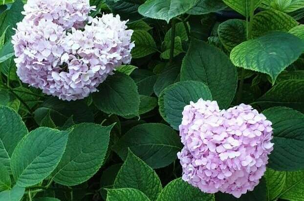 Изображение Изображение отеля / гостиницы "Усадьба на Горького" #11 #9