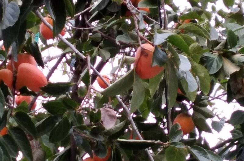 Изображение Изображение гостиницы &quot;Гостевые комнаты «Прибойная 8»&quot; #4 #4