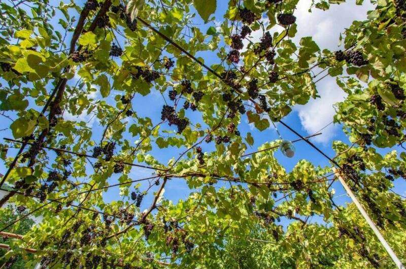 Изображение Изображение отеля / гостиницы "Гостевые комнаты «Прибойная 8»" #11 #9