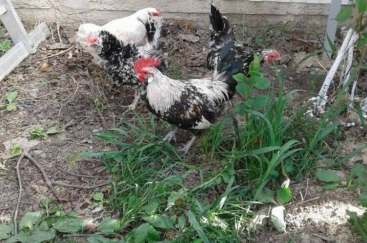 Изображение Изображение гостиницы &quot;Частное домовладение «Аквамарин»&quot; #6 #6