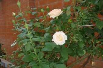 Изображение Изображение гостиницы "Гостиница «Виола» Тонкий Мыс" #7 #7