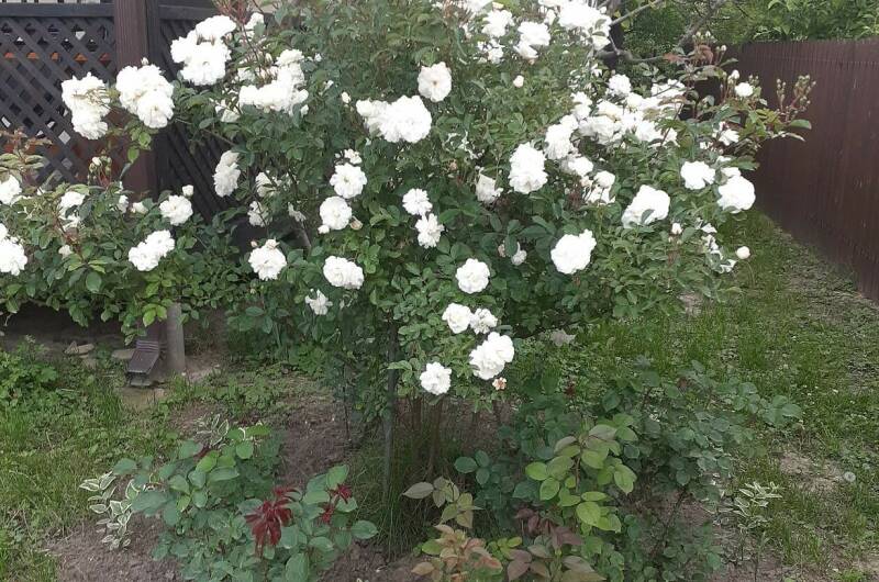 Изображение Изображение квартиры / апартамента "Дом под ключ" #11 #9