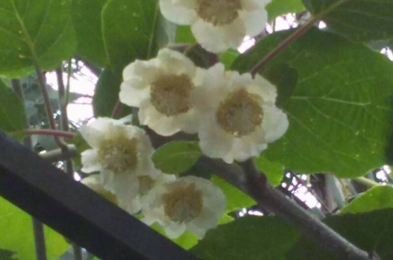 Изображение Изображение отеля / гостиницы "Гостевой дом «Эвкалипт»" #10 #8