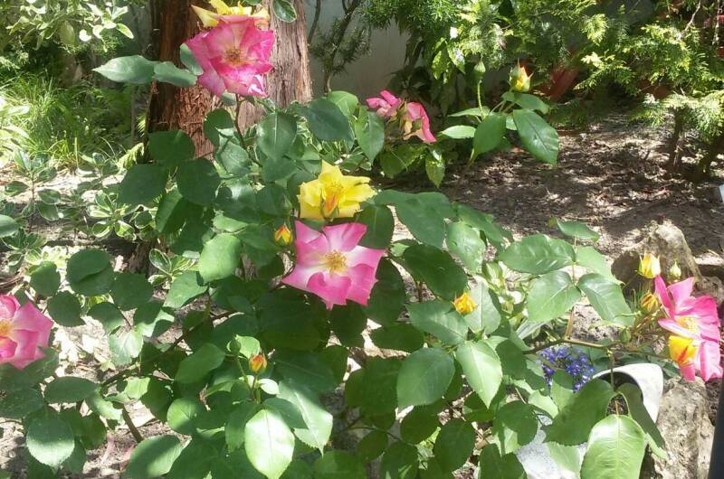 Изображение Изображение отеля / гостиницы "Гостевой дом «Эвкалипт»" #11 #9