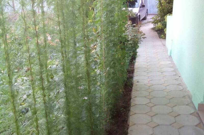 Изображение Изображение гостиницы "Гостевой дом «У реки Вулан»" #7 #7