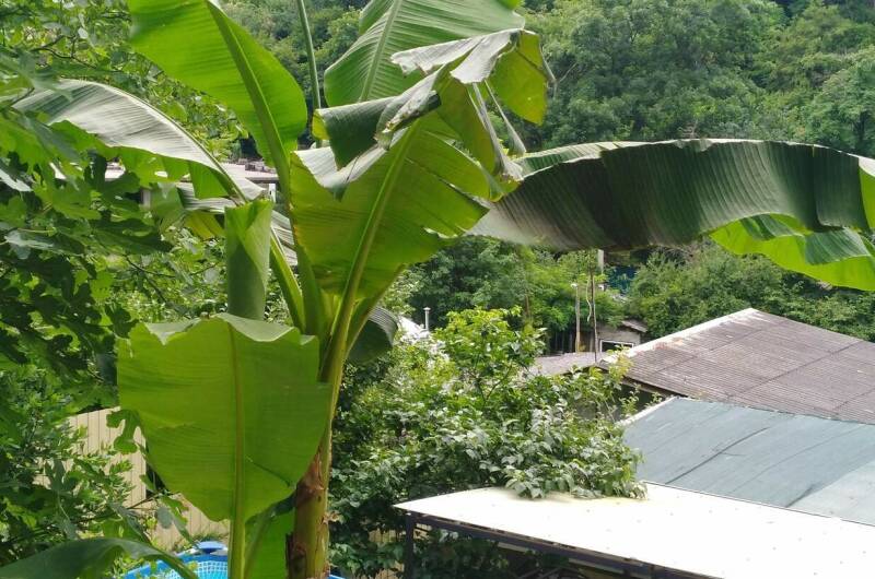 Изображение Изображение гостиницы &quot;Гостевой дом «Афина»&quot; #8 #8