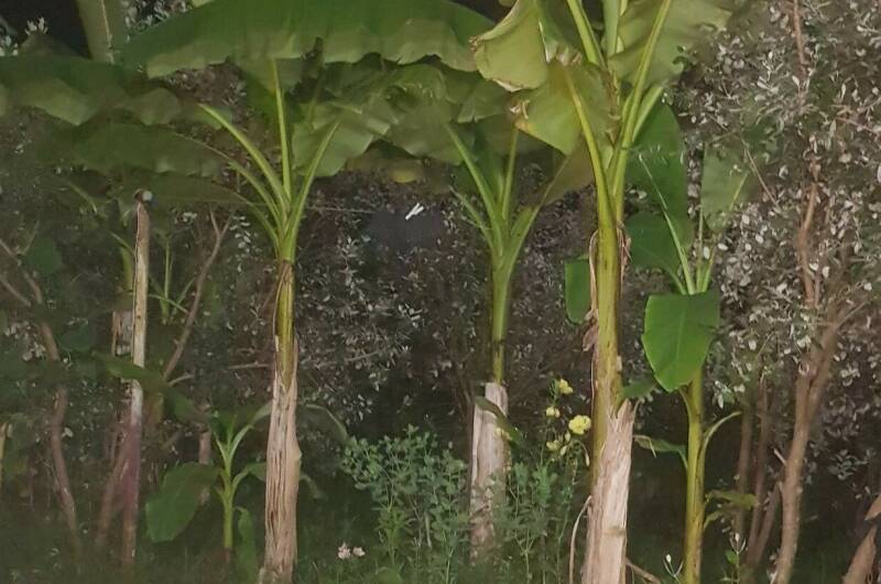 Изображение Изображение гостиницы "Гостевой дом «У Гарика»" #3 #3