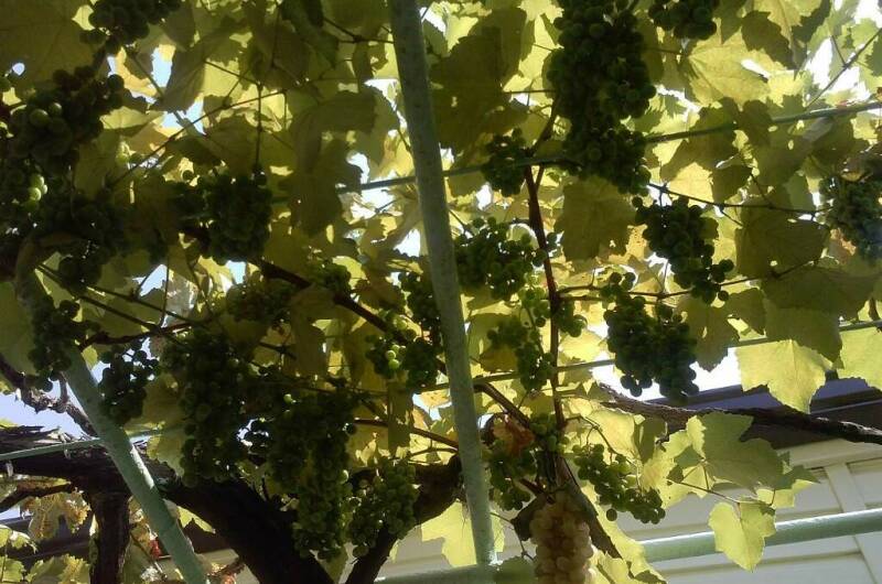 Изображение Изображение гостиницы &quot;Гостевой дом «Георгий»&quot; #4 #4