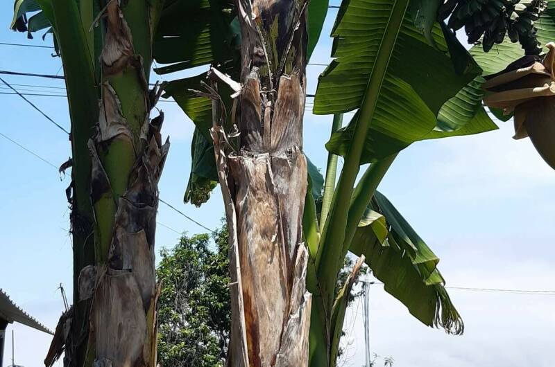 Изображение Изображение гостиницы &quot;Гостевой дом «У Аведиса и Марины»&quot; #3 #3