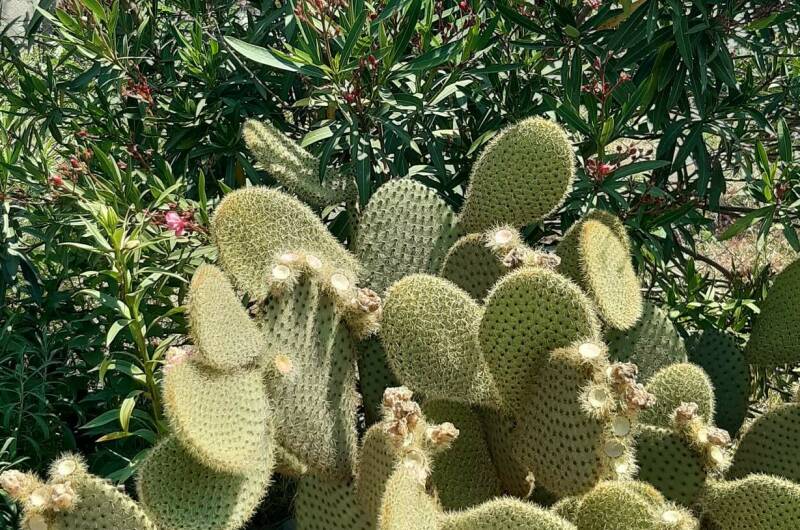 Изображение Изображение гостиницы &quot;Гостевой дом «У Аведиса и Марины»&quot; #7 #7